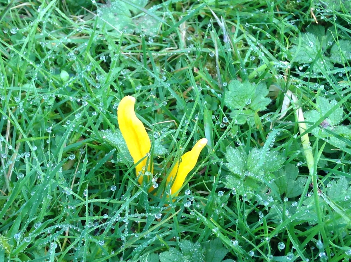 Lemon peel fungus at Kuoni 6/11/14